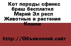 Кот породы сфинкс браш бесплатнл - Марий Эл респ. Животные и растения » Кошки   